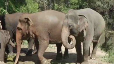 एक हाथी का सबसे धैर्यपूर्ण तरीके से एक्स-रे कराने का वीडियो इंटरनेट को हैरान कर देता है
