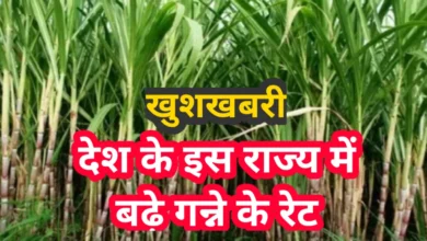 हरियाणा सरकार ने किसानों को दिया बड़ा तोहफा, गन्ने का 10 रुपए रेट बढ़ा