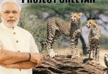 क्षिण अफ्रीका से ग्वालियर पहुंचे 12 चीते