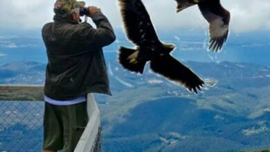Eagle और Kite में जानें क्या होता है अंतर, कैसे करे दोनों की पहचान