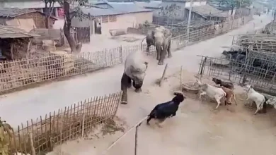 नेपाल से बिहार में घुसे हाथियों ने जमकर मचाया उत्पात - VIDEO