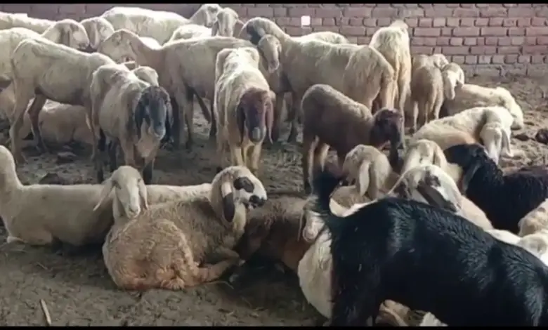 STRAY DOGS ATTACK