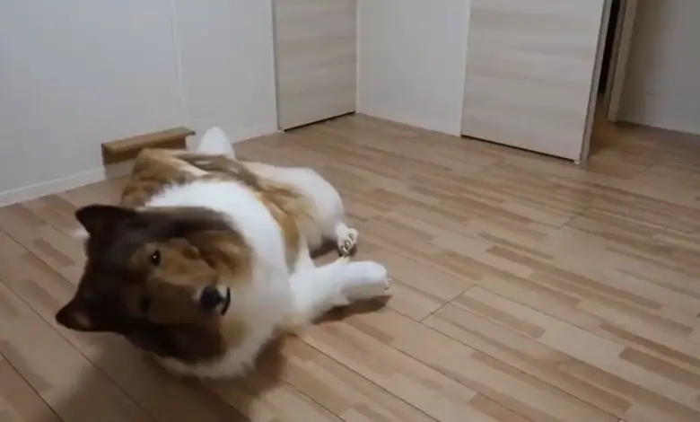 11 लाख रुपए खर्च कर शख्स ने खुद को कुत्ता बना दिया- देखें वीडियो