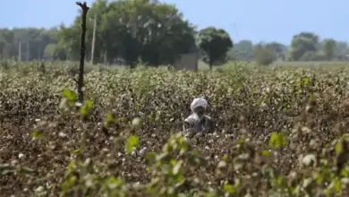किसानों को दी गई 315 करोड़ रुपये से ज्यादा की सब्सिडी