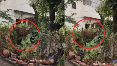 चंडीगढ़ के रिहायशी इलाके में दिखा 'बारहसिंगा